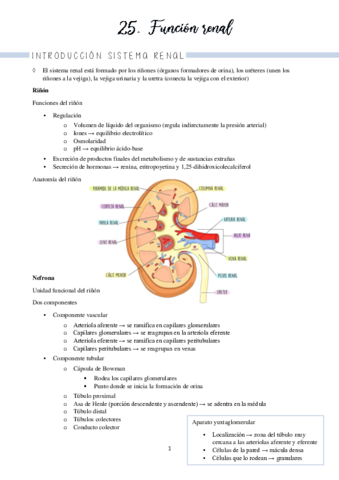 Bloque 7 renal (temas 25-26)