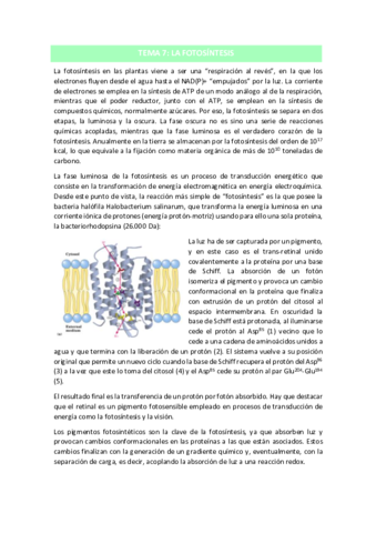 TEMA-7.pdf