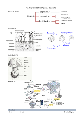 Visum-de-practiques-DE-BOTANICA.pdf