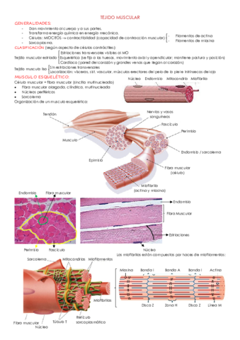 TEJIDO-MUSCULAR.pdf