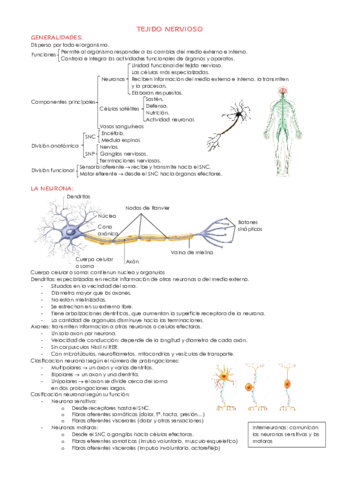 TEJIDO-NERVIOSO.pdf