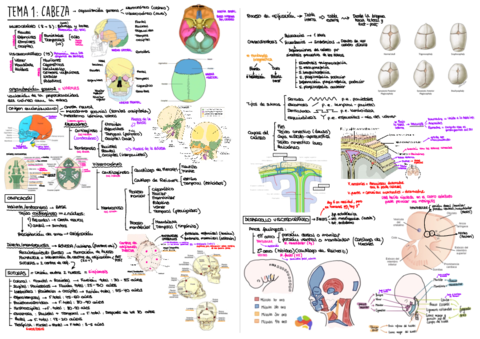 Apuntes-Anato-II-3.pdf