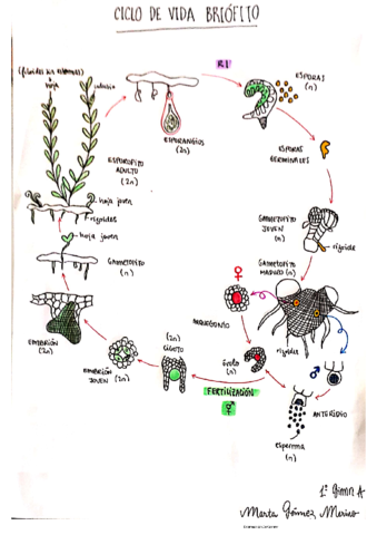 ciclo-de-vida-briofitos-MARTA-GOMEZ-MERINO.pdf