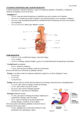 Tema-10-FISIO.pdf