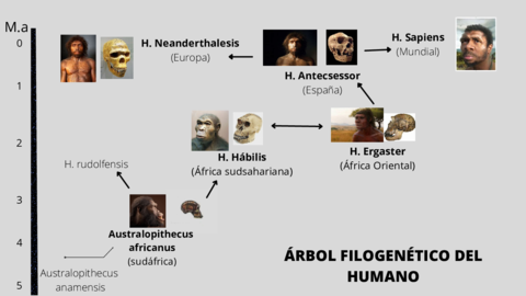 ARBOL-FILOGENETICO-HUMANO.pdf