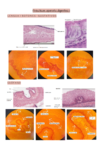 Practicas-aparato-digestivo-I.pdf