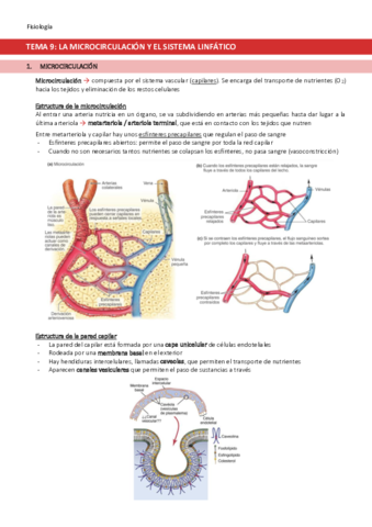 TEMA-9-Microcirculacion-y-sistema-linfatico.pdf