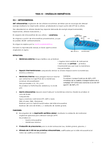 TEMA-10-ORGANULOS-ENERGETICOS.pdf