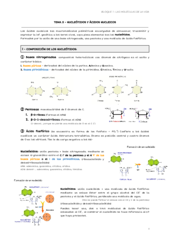 TEMA-5-NUCLEOTIDOS-Y-ACIDOS-NUCLEICOS.pdf