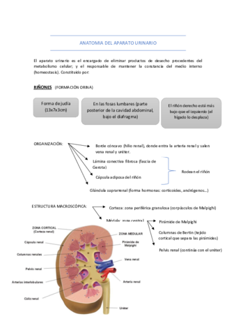 aparato-urinario.pdf