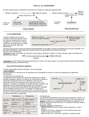 El-anabolismo.pdf
