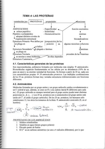 Tema-4-Las-proteinas.pdf