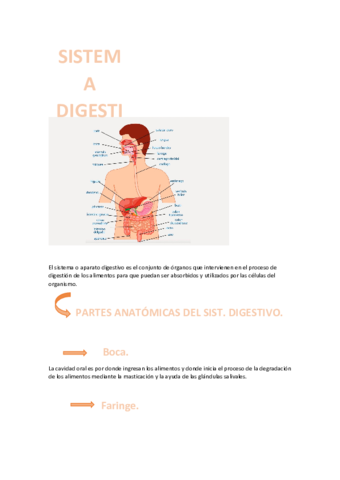 SISTEMA-DIGESTIVO.pdf