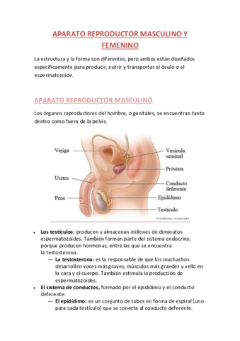 SISTEMA-REPRODUCTOR-MASCULINO-Y-FEMENINO.pdf