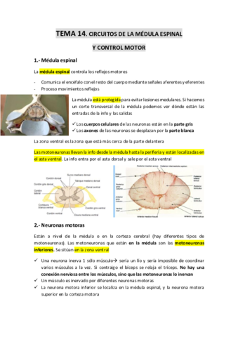TEMA-14-Cirucitos-de-la-medula-espinal-y-control-motor.pdf