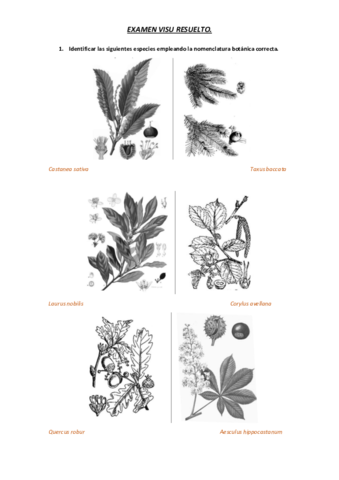 EXAMEN VISU RESUELTO.pdf