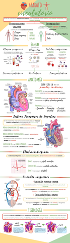 Infografía Aparato Circulatorio.jpg
