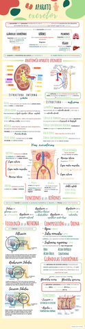 Infografía Aparato Excretor.jpg