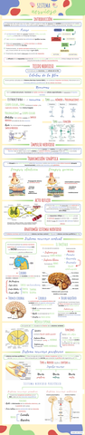 Infografía Sistema Nervioso.jpg