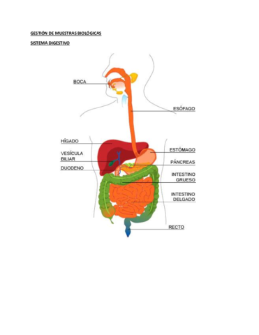 SISTEMA-DIGESTIVO-.pdf