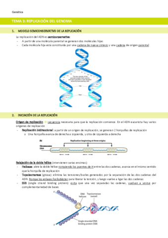 TEMA-3-Replicacion-del-genoma.pdf