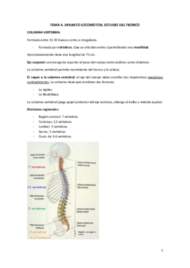 TEMA 4. Anatomia.pdf