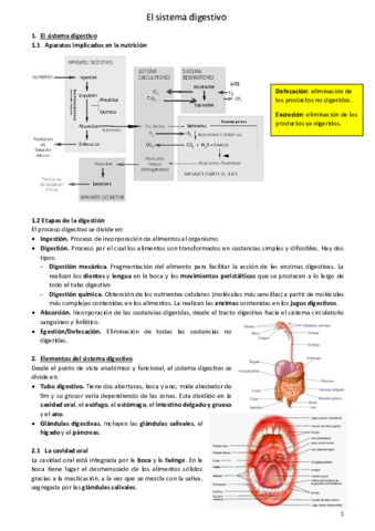 El-sistema-digestivo.pdf