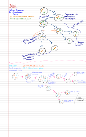 MITOSIS-MEIOSIS-FISIO.pdf