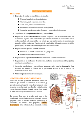 SISTEMA-URINARIO-4.pdf