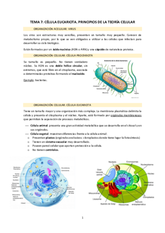 TEMA-7-Celula-eucariota.pdf