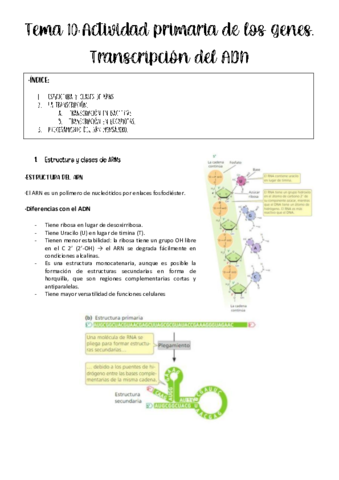 tema-10-genetica.pdf
