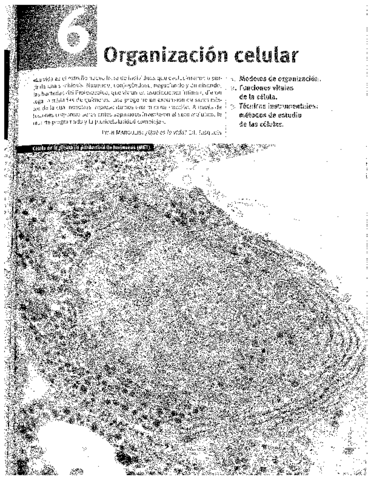 TEMA 6 - ORGANIZACIÓN CELULAR