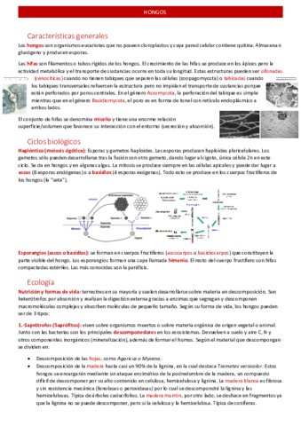 hongos.pdf
