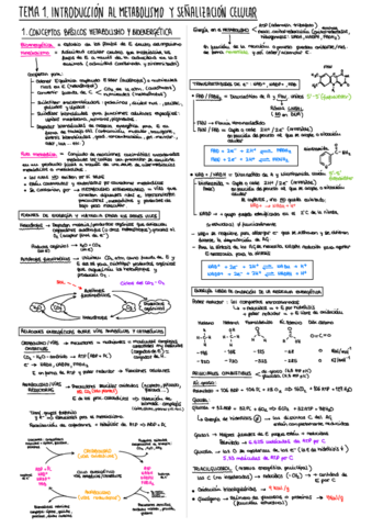 T1.pdf