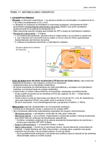 T11Metabolismooxidativo.pdf