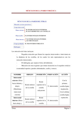 5-Musculos-del-torax.pdf