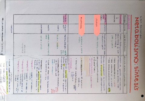 Metabolismo-sintesis-1.pdf