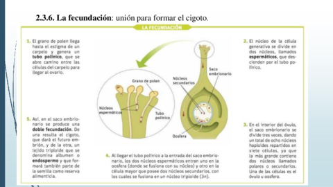 La-fecundacion.pdf