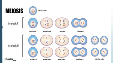 Meiosis.pdf