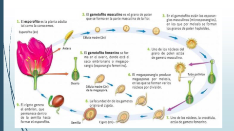 Reproduccion-angiospermas.pdf