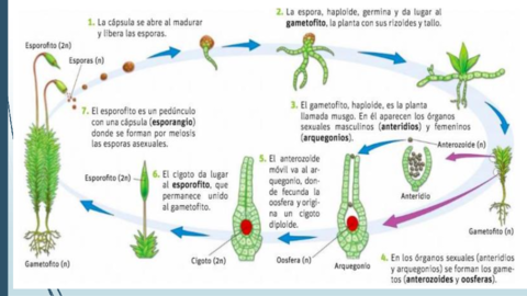 Reproduccion-briofitas.pdf