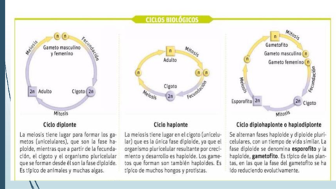 Ciclos-biologicos.pdf