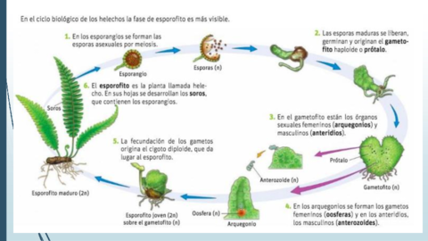 Reproduccion-pteridofitas.pdf