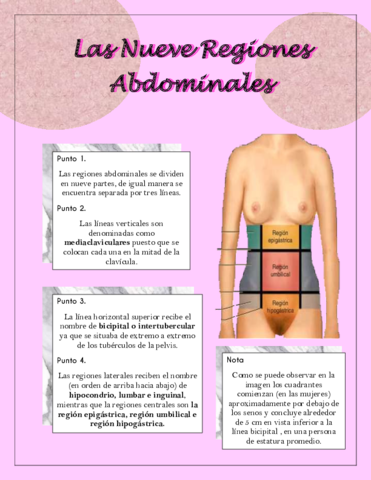 las-nueves-regiones-abdominales.pdf