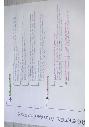 mutaciones-y-agentes-mutagenos.pdf