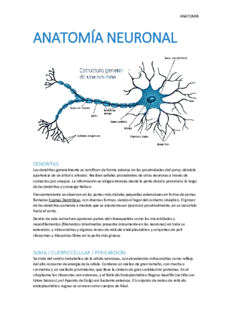 Anatomia-Neuronal.pdf