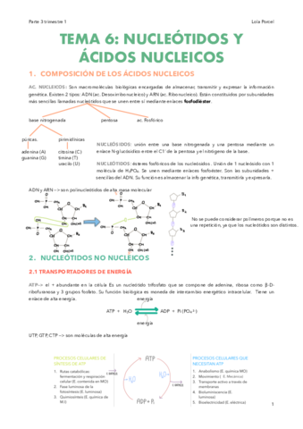 Tema-6-ciclo-celular-dogma-biologia-molecular-1-trimestre.pdf