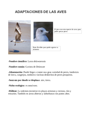 Trabajo-aves-2.pdf
