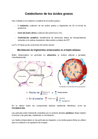 Tema-4b-Catabolismo-de-los-acidos-grasos.pdf