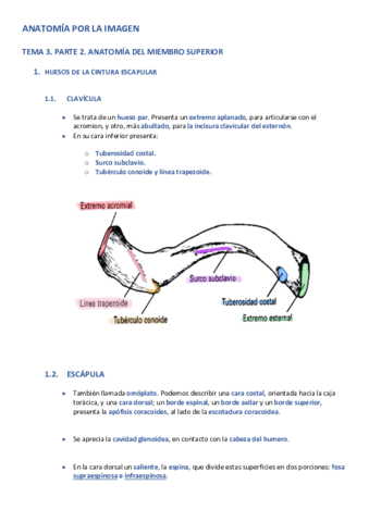 APLI-TEMA-3-PARTE-2-ANATOMIA-DEL-MIEMBRO-SUPERIOR.pdf